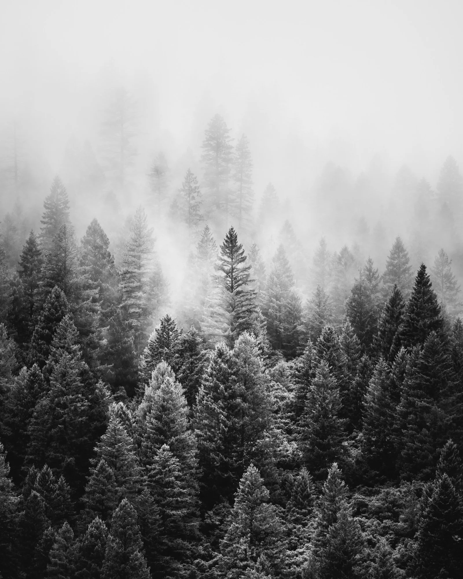 Fog Filled Forest Print — Scott Kranz Photography
